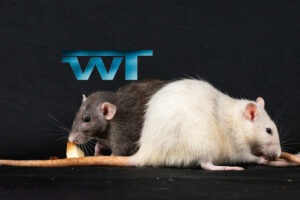 Read more about the article The Health Liability: Rodent-Borne Diseases in Florida 