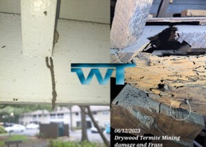 Read more about the article Termites Surge to an 87% Increase in Activity