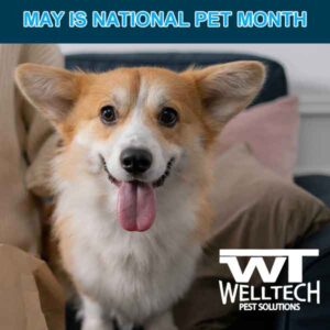 Read more about the article Final Post for National Pet Month Celebration