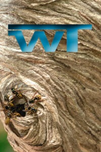 Read more about the article Aggressive Paper Wasps with a Paper-Thin Temper
