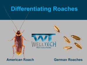 Read more about the article Winning Roach Wars for Your Residents in Multi-Family Properties