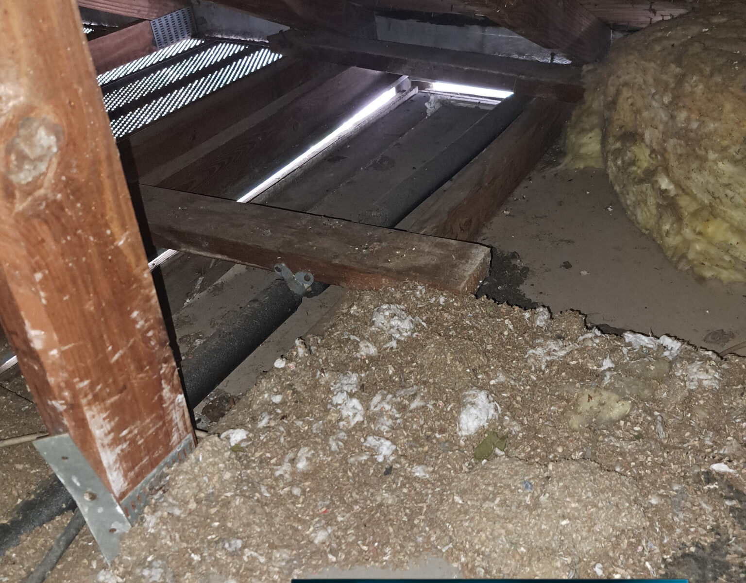 attic with bats