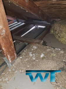 attic with bats