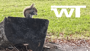 Read more about the article Celebrating Benefits of Squirrels at Multi-family Properties