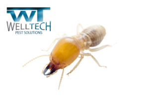 Read more about the article A Property Manager’s Guide to Termite Swarming