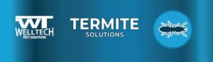 Read more about the article 2025 is Predicted to be an Aggressive Year for Termites in the Tampa area